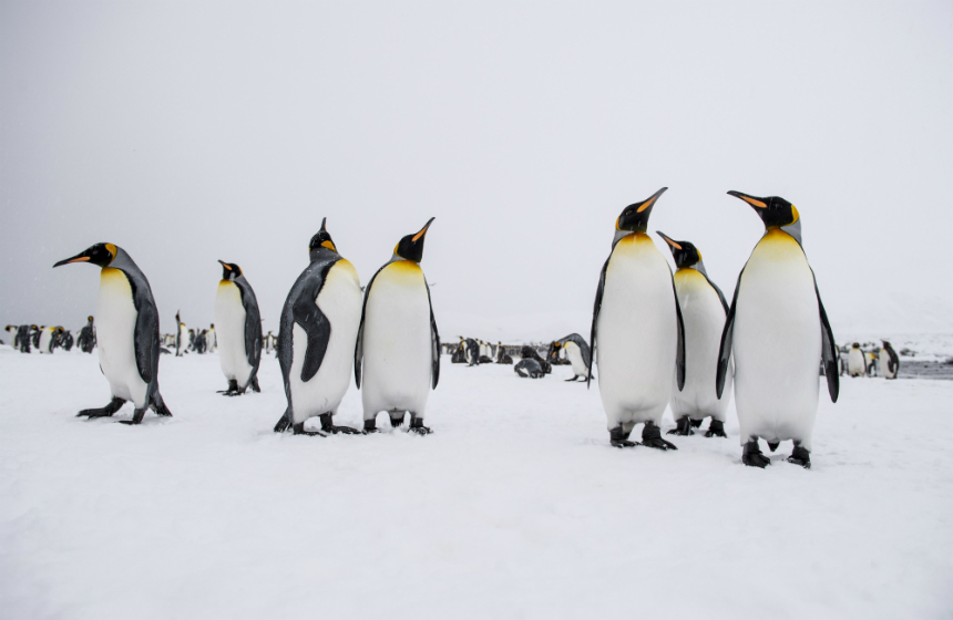 Antarctic_2022_1011_Die ultimative Naturexpedition